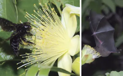 Evolução em tempo real: pequi-anão altera sua estrutura e polinizador para sobreviver no Cerrado