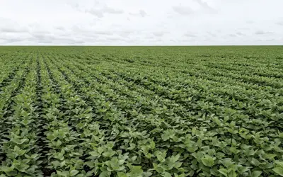 A herança invisível do desmatamento: Brasil perdeu 1,4 bilhão de toneladas de carbono do solo