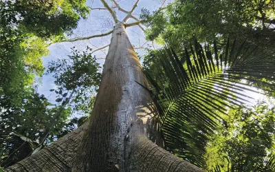 Pesquisa aponta áreas prioritárias para restauração da vegetação nativa do Brasil