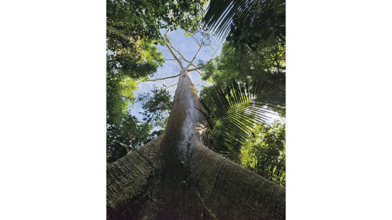 Pesquisa aponta áreas prioritárias para restauração da vegetação nativa do Brasil