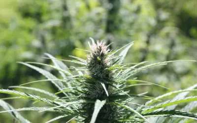 Pesquisa com cannabis avança no Brasil, mas enfrenta entraves legais
