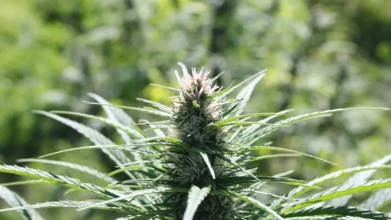 Pesquisa com cannabis avança no Brasil, mas enfrenta entraves legais