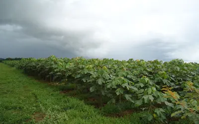 Pesquisa estuda folha da Amazônia para substituição do mercúrio na extração de ouro