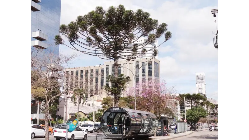 Pesquisa realiza levantamento sobre todas as araucárias de Curitiba