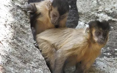 Pesquisadora registra pela primeira vez macacos-prego-amarelo utilizando varetas no solo para obter alimento