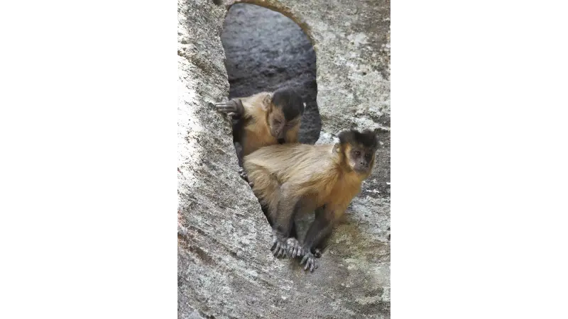 Pesquisadora registra pela primeira vez macacos-prego-amarelo utilizando varetas no solo para obter alimento