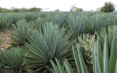 Pesquisadores brasileiros trabalham para transformar o agave na ‘cana do sertão’