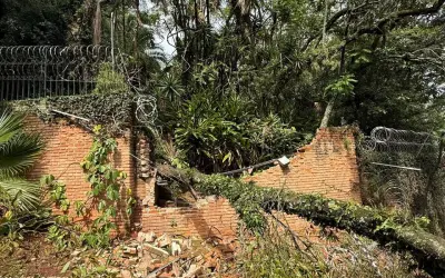 Pesquisadores criam ‘software da poda’ para reduzir risco de queda de árvores em áreas urbanas