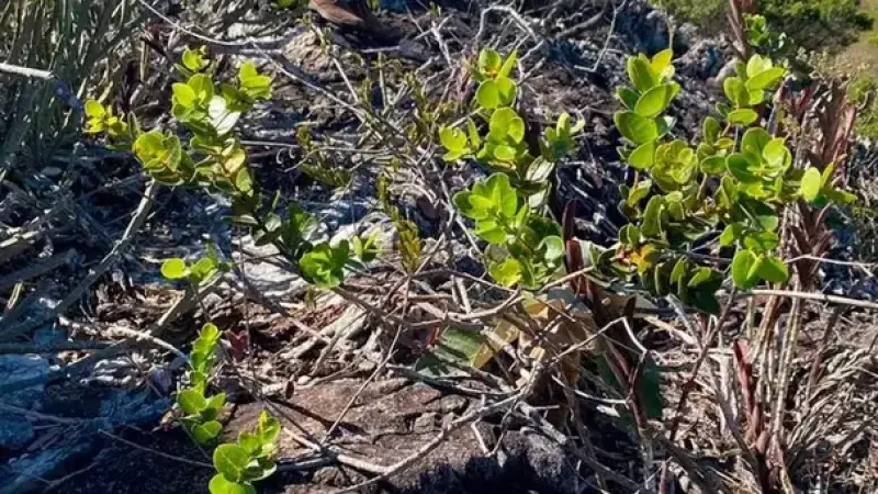 Pesquisadores descobrem parente da Azeitona no Brasil