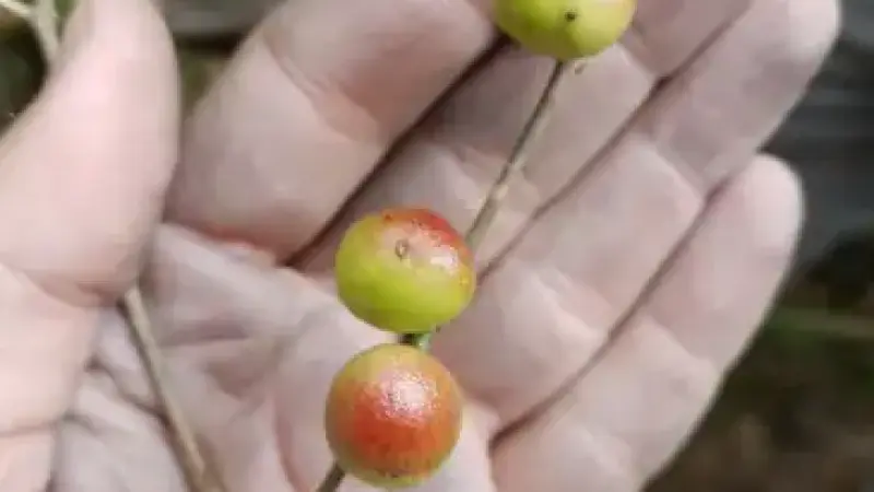 Pesquisadores do Jardim Botânico do Rio descobre árvore parente da Jabuticabeira