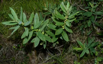 Pesquisadores identificam nova espécie de planta no Rio Grande do Sul
