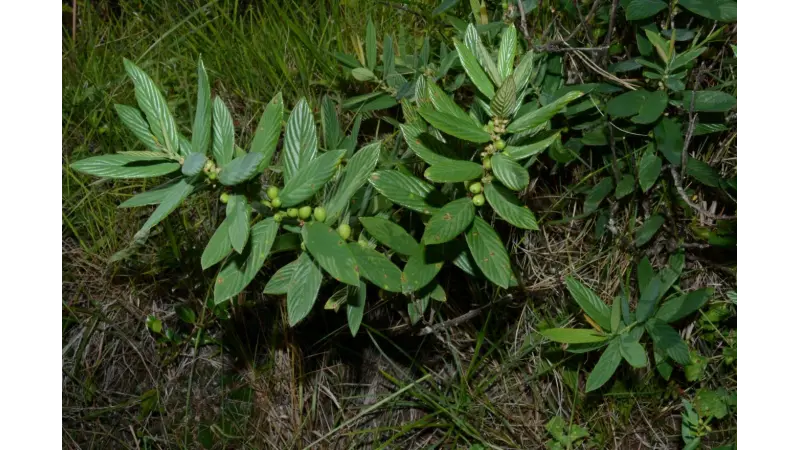Pesquisadores identificam nova espécie de planta no Rio Grande do Sul