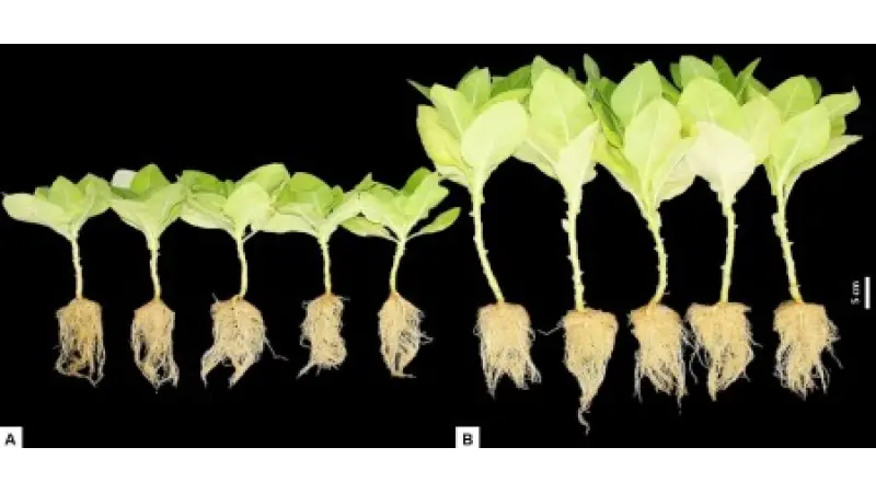 Pesquisadores obtêm patente de fórmula que induz germinação e acelera crescimento de plantas