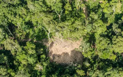 PF deflagra esquema bilionário de desmatamento no Pará