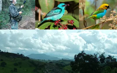 Pirodiversidade ameaça biodiversidade mesmo em florestas não queimadas da Mata Atlântica