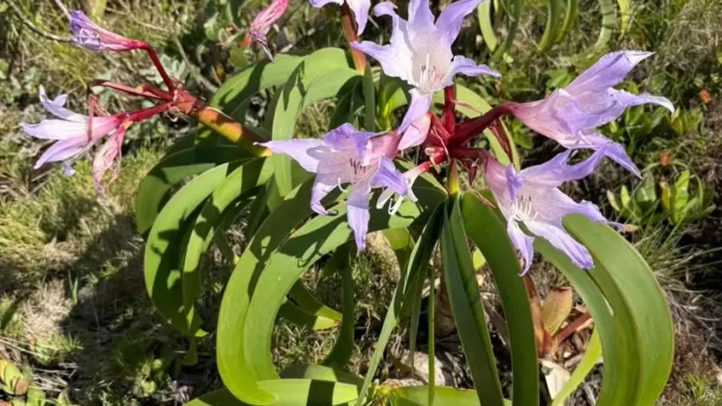 Planta avaliada em milhares de dólares no mercado ilegal é encontrada escondida em Petrópolis
