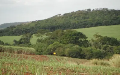 Plantar árvores não basta: estudo revela que restauração florestal precisa integrar processos ecológicos