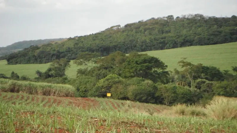 Plantar árvores não basta: estudo revela que restauração florestal precisa integrar processos ecológicos
