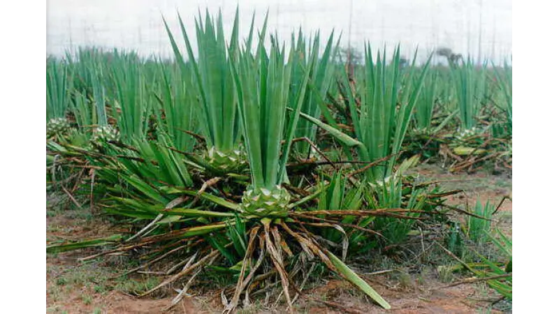 Plantas contra larvas do Aedes aegypt