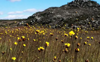 Catálogo de plantas auxilia na conservação de espécies no Espinhaço Mineiro