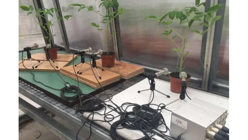 Plantas emitem som quando estressadas