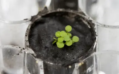 Plantas foram cultivadas em solo lunar pela 1ª vez na história