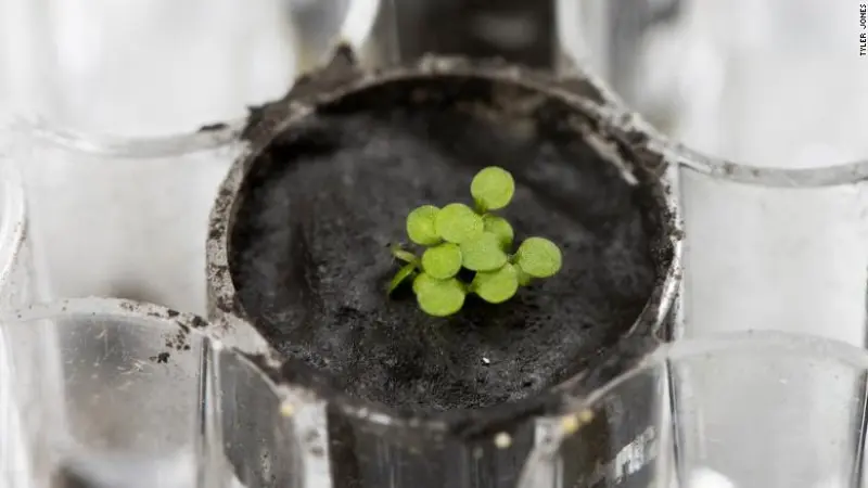 Plantas foram cultivadas em solo lunar pela 1ª vez na história