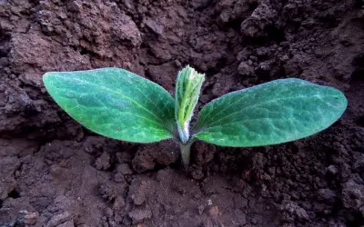 Plantas "gritam" quando estão estressadas, segundo estudo