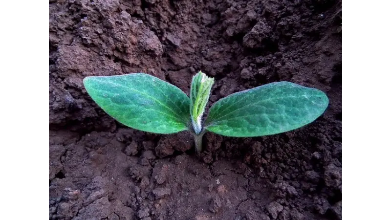 Plantas "gritam" quando estão estressadas, segundo estudo