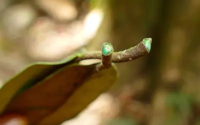 Caça às plantas que mineram: Brasil busca espécies hiperacumuladoras para agromineração