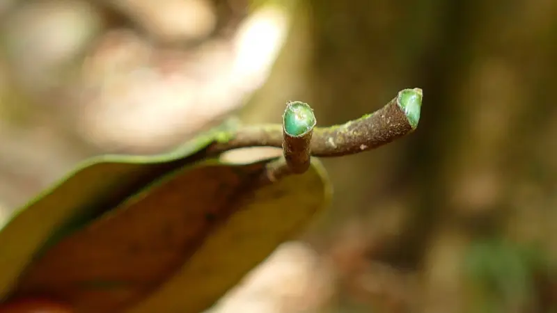 Caça às plantas que mineram: Brasil busca espécies hiperacumuladoras para agromineração