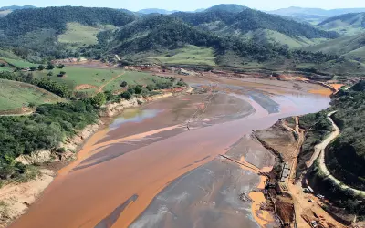 Plantas nativas contribuem para extração de metais pesados do solo na região do rio Doce