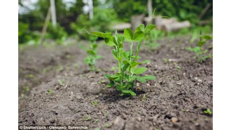 Plantas que estão com sede podem ouvir água