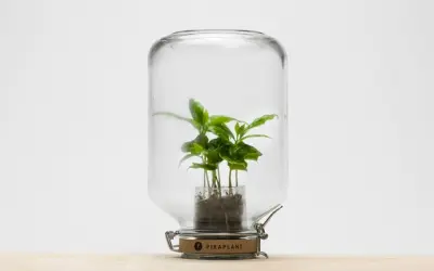 Plantas que não precisam regar