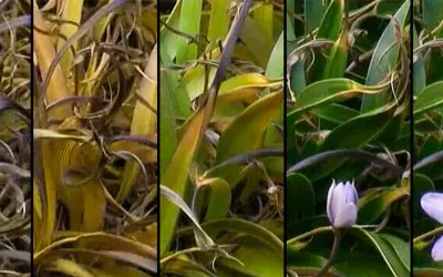 Plantas da Ressurreição: o segredo botânico para salvar a agricultura na crise climática