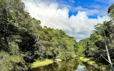 Plataforma com IA identifica áreas prioritárias para restauração florestal no Brasil