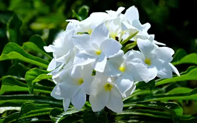 Plumeria pudica: A Bela Exótica que Enfeita Jardins Brasileiros