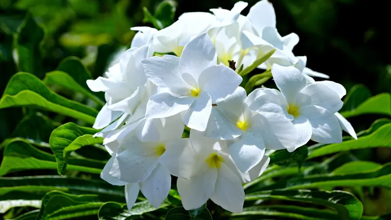 Plumeria pudica: A Bela Exótica que Enfeita Jardins Brasileiros