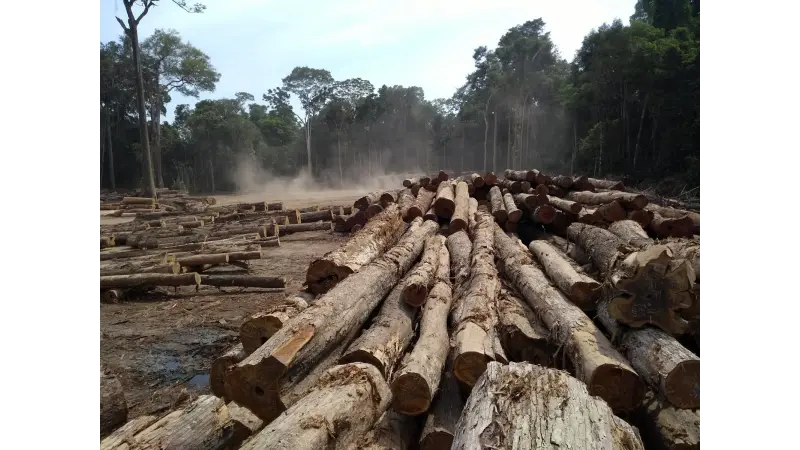 PMFS do Mato Grosso são responsáveis por 93% da exploração legal no estado, aponta CIPEM