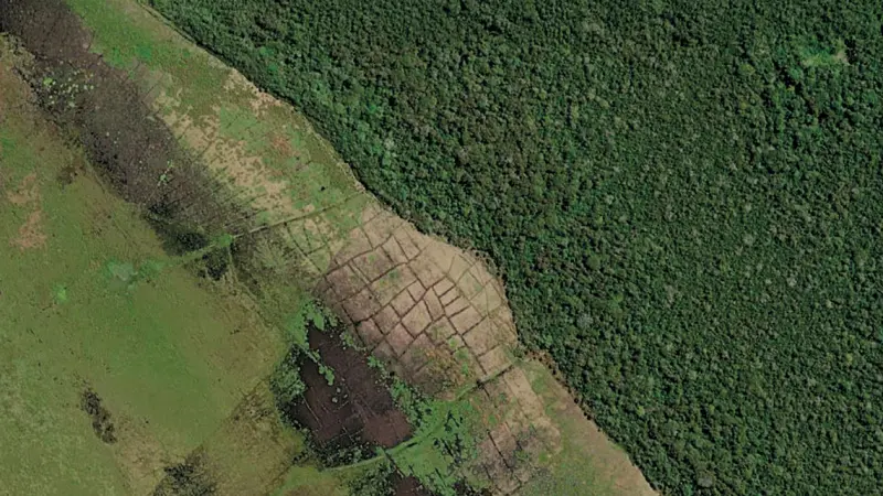 Populações pré-colombianas cultivavam milho não apenas em agroflorestas, mas também em monocultura