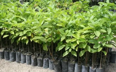 Por que devemos plantar árvores nativas no Brasil?