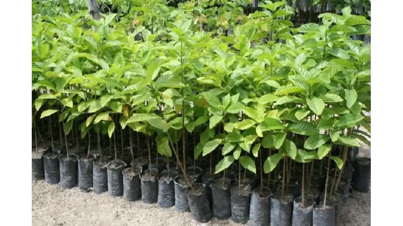 Por que devemos plantar árvores nativas no Brasil?