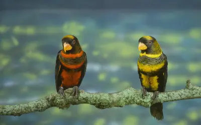 Por que os papagaios são tão coloridos?