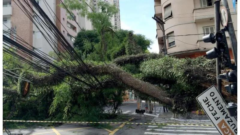 Porquê cai tantas árvores em São Paulo?