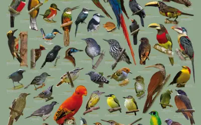 Posters Aves do Brasil