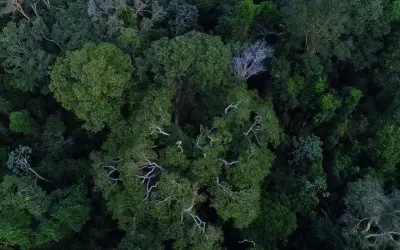 Poucas espécies de árvores dominam as principais florestas tropicais do mundo