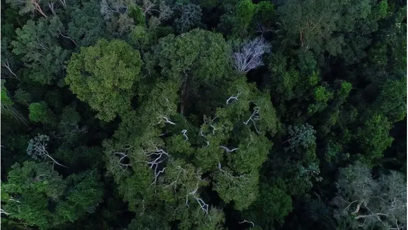 Poucas espécies de árvores dominam as principais florestas tropicais do mundo
