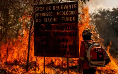 “Precisamos reconhecer que o fogo está sendo usado como ferramenta de desmatamento, não é mais apenas um reflexo de anos secos”, diz ecóloga da Unesp
