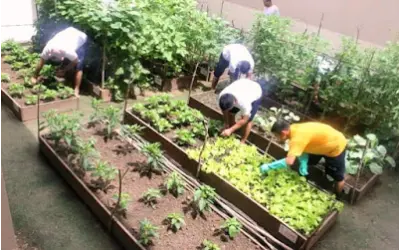 Presos no Amazonas cultivam horta para garantir os próprios alimentos