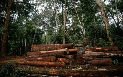 Prevenção: Ferramenta contra o desmatamento na Amazônia